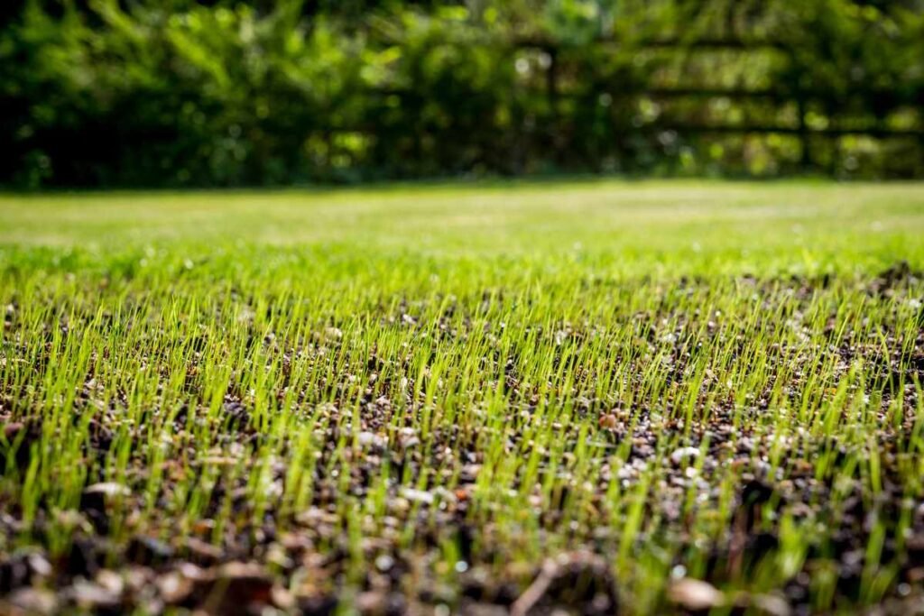 Reseed Lawn FAQs