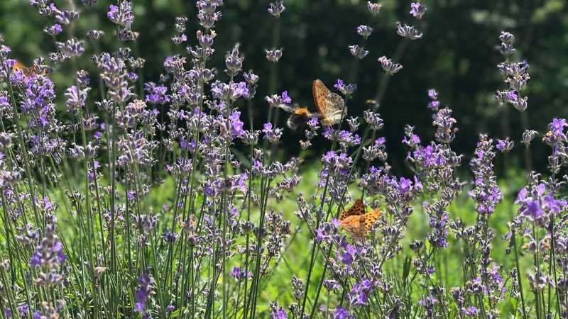 pollinator garden