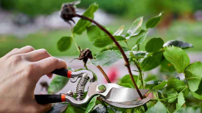 Pruning of Plants Tips and FAQs