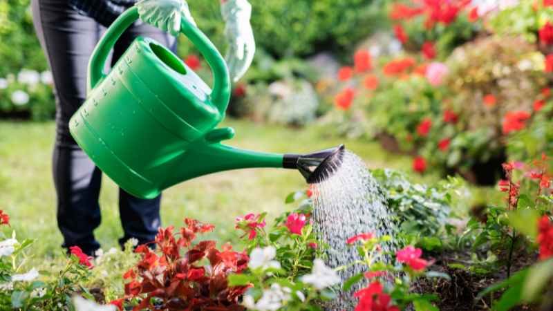 Watering Garden Tips and FAQs