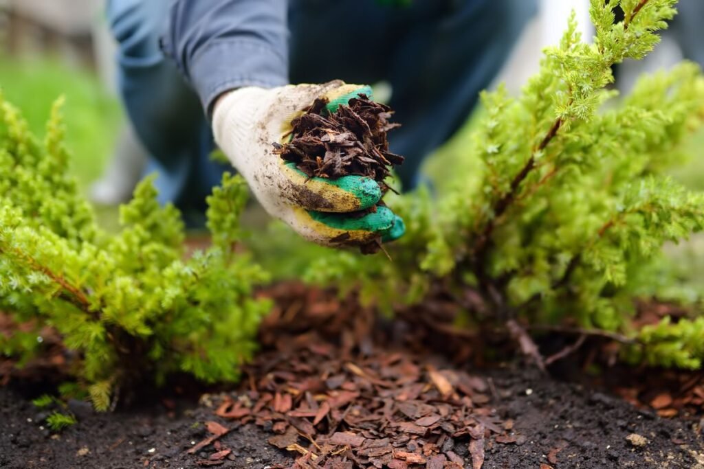 Mulching Garden Tips and FAQs