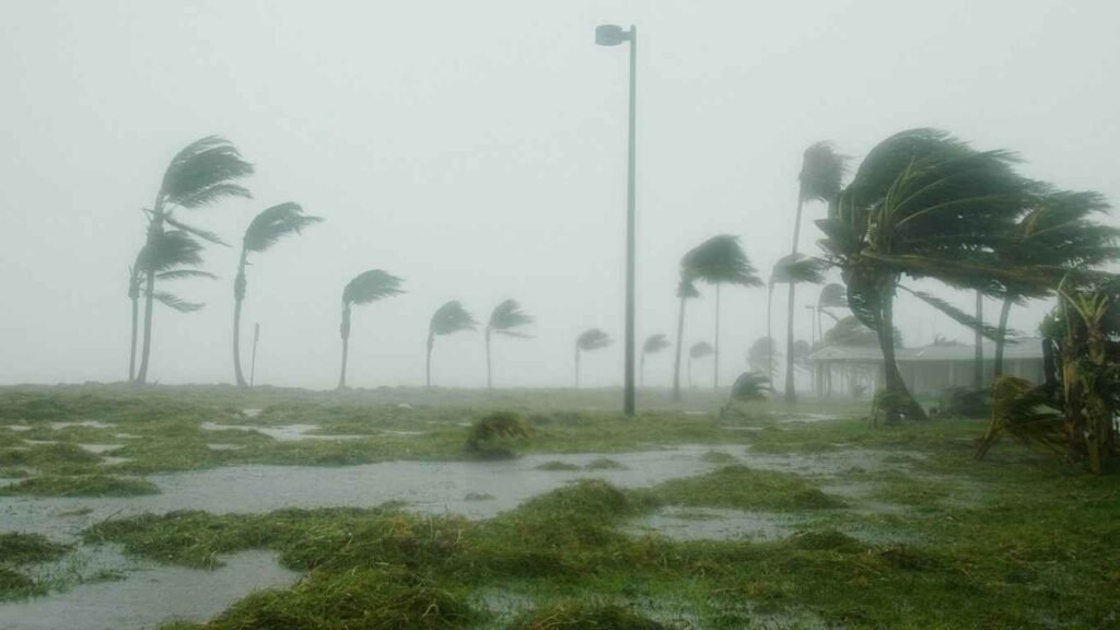 Caring for Hurricane-Damaged Palms in the Landscape