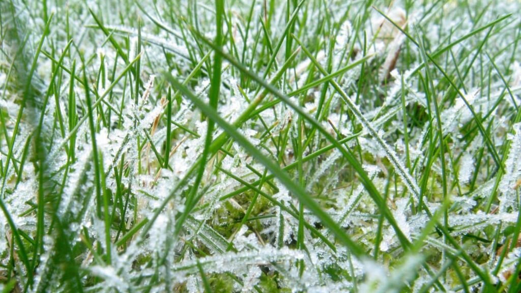 Common Winter Lawn Diseases