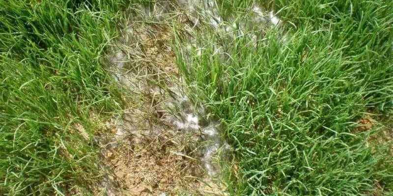 Pythium blight