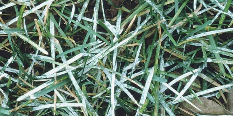 Powdery mildew