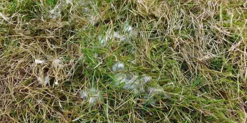 snow mold gray